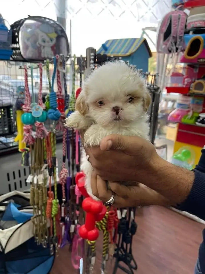 SHIHTZU puppies toy breed teacup Tzu — photo 11