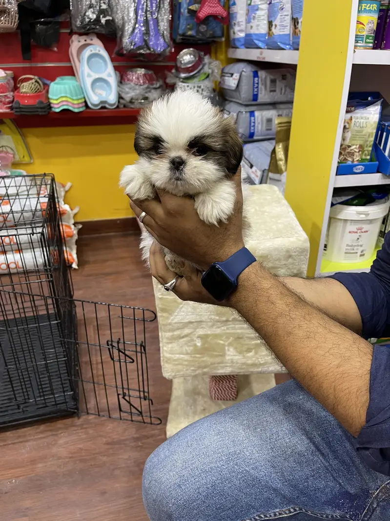 SHIHTZU puppies toy breed teacup Tzu — photo 12