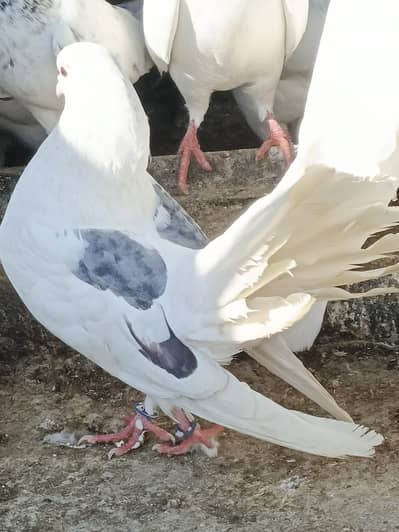 beautiful laka Kubater