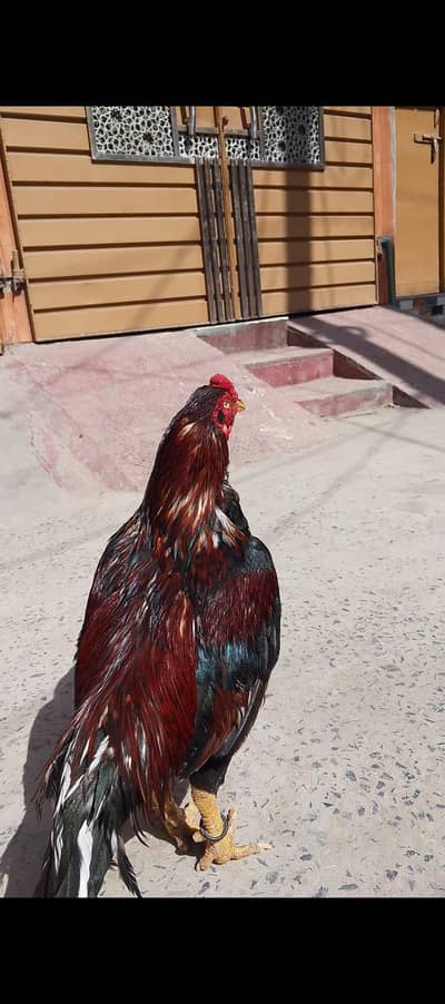 birdar 20 manth ka hai