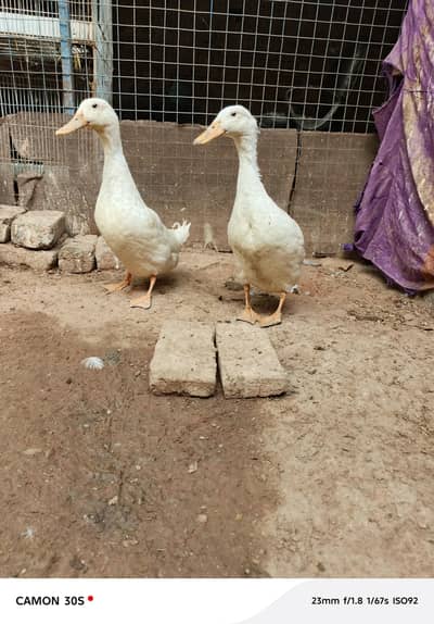 runner cross breed ducks pair for sell(urgent)