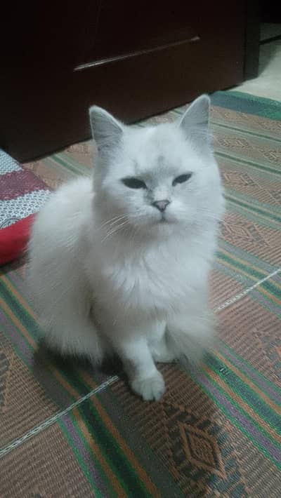 cat for sale blue eyes triple coat