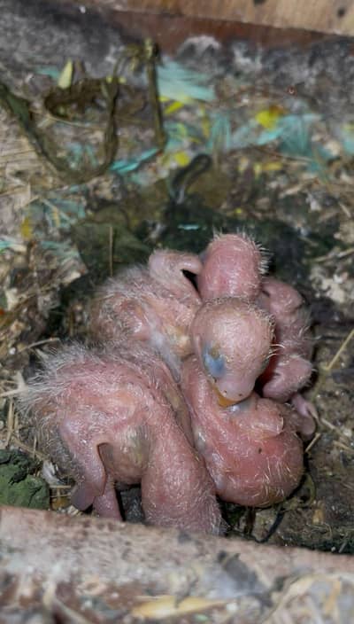 lovebirds parrots bird pair with chicks