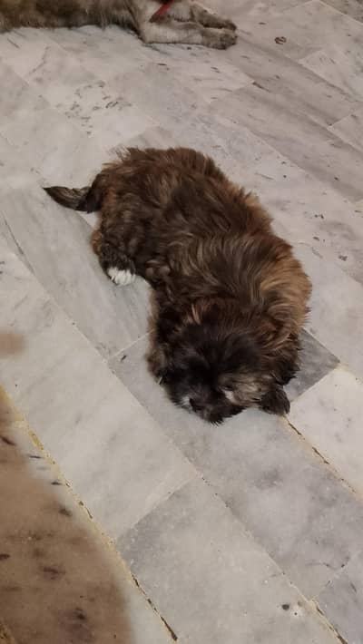 sitzu puppy for sale