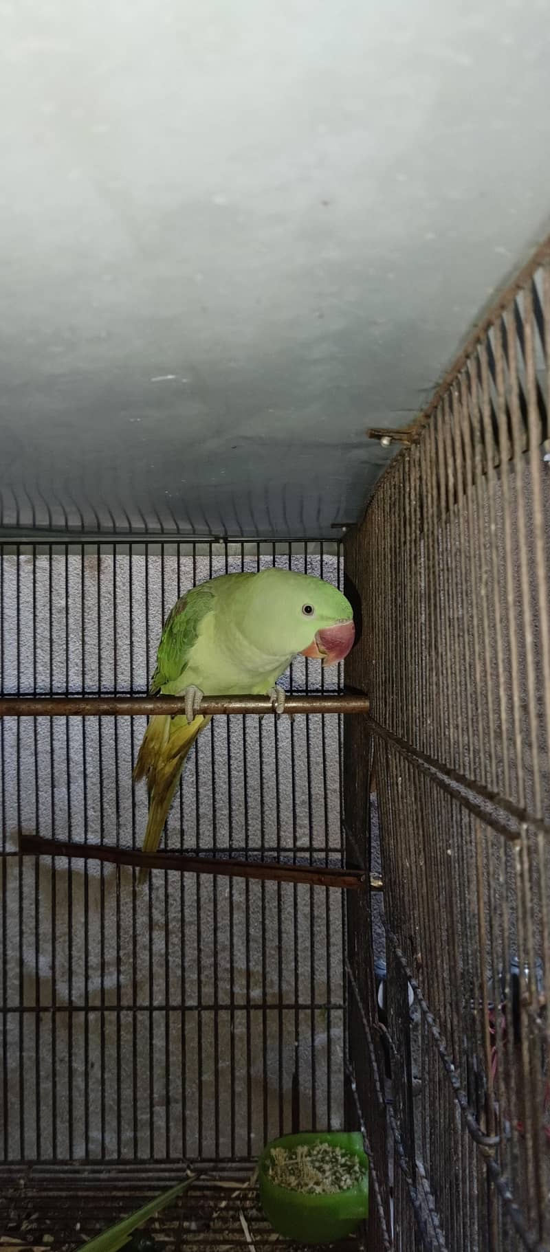 Raw patha available 0