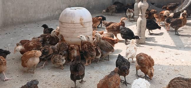 Golden mission chicks