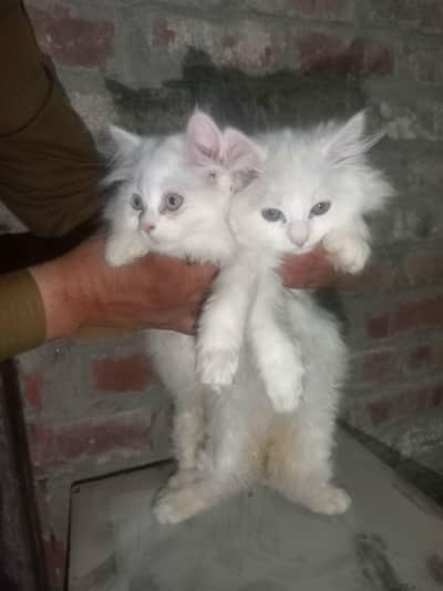 Persian Female 2 Cats