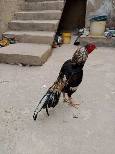 aseel murgha Mia wali