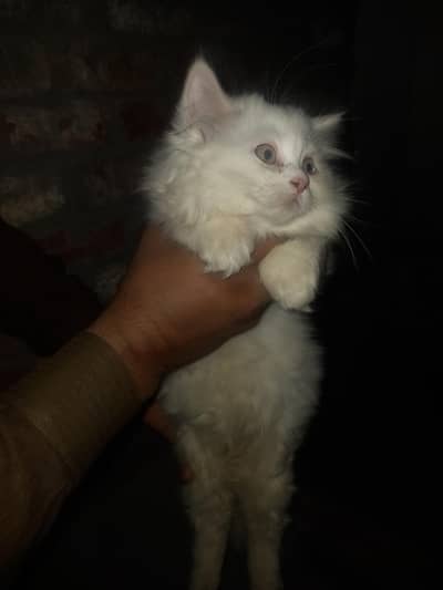 Persian Female Kittens