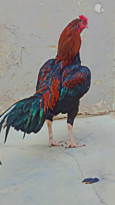 aseel murga for sale