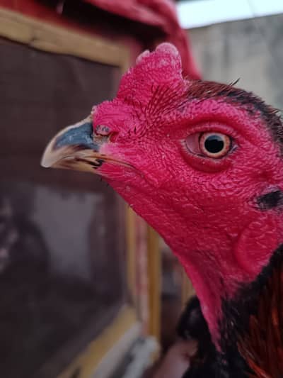 Thai Pakoye Aseel Patha top quality