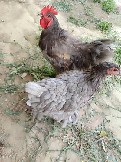 Blue coachin hens pair for sale 5 months