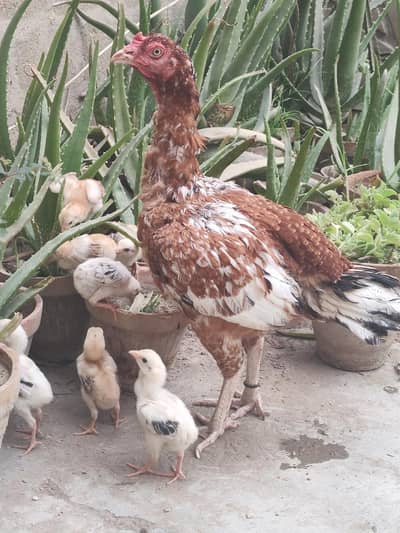 Aseel Madi with 8 chicks