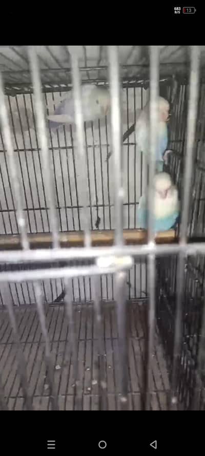 pallfellow love birds