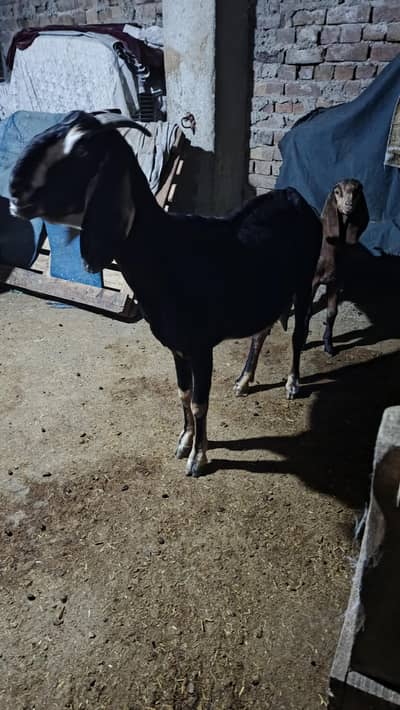 دو عدد بکریاں ایک کے ساتھ نر اور دوسرے کے ساتھ مادی بچے