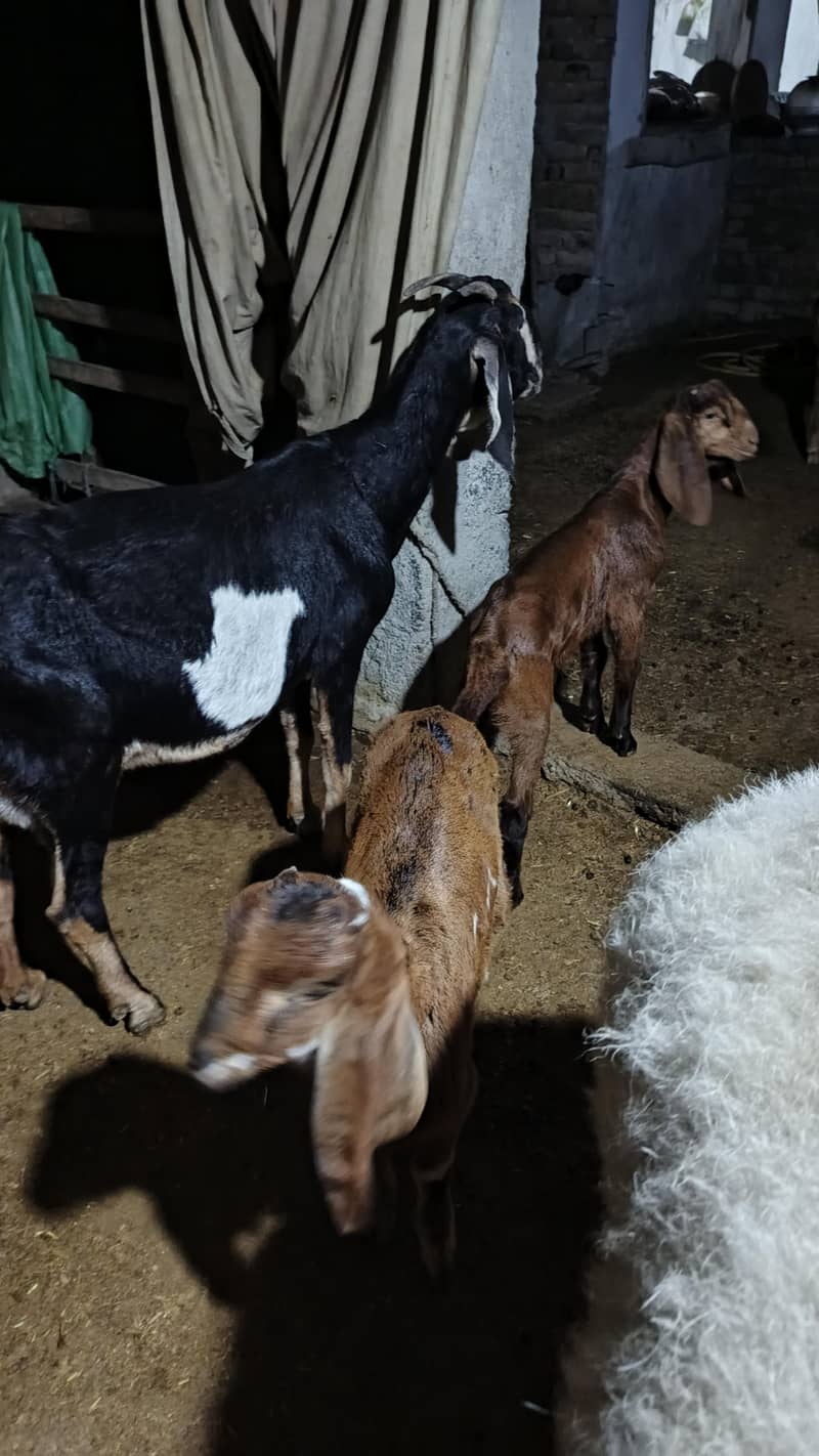 دو عدد بکریاں ایک کے ساتھ نر اور دوسرے کے ساتھ مادی بچے 1