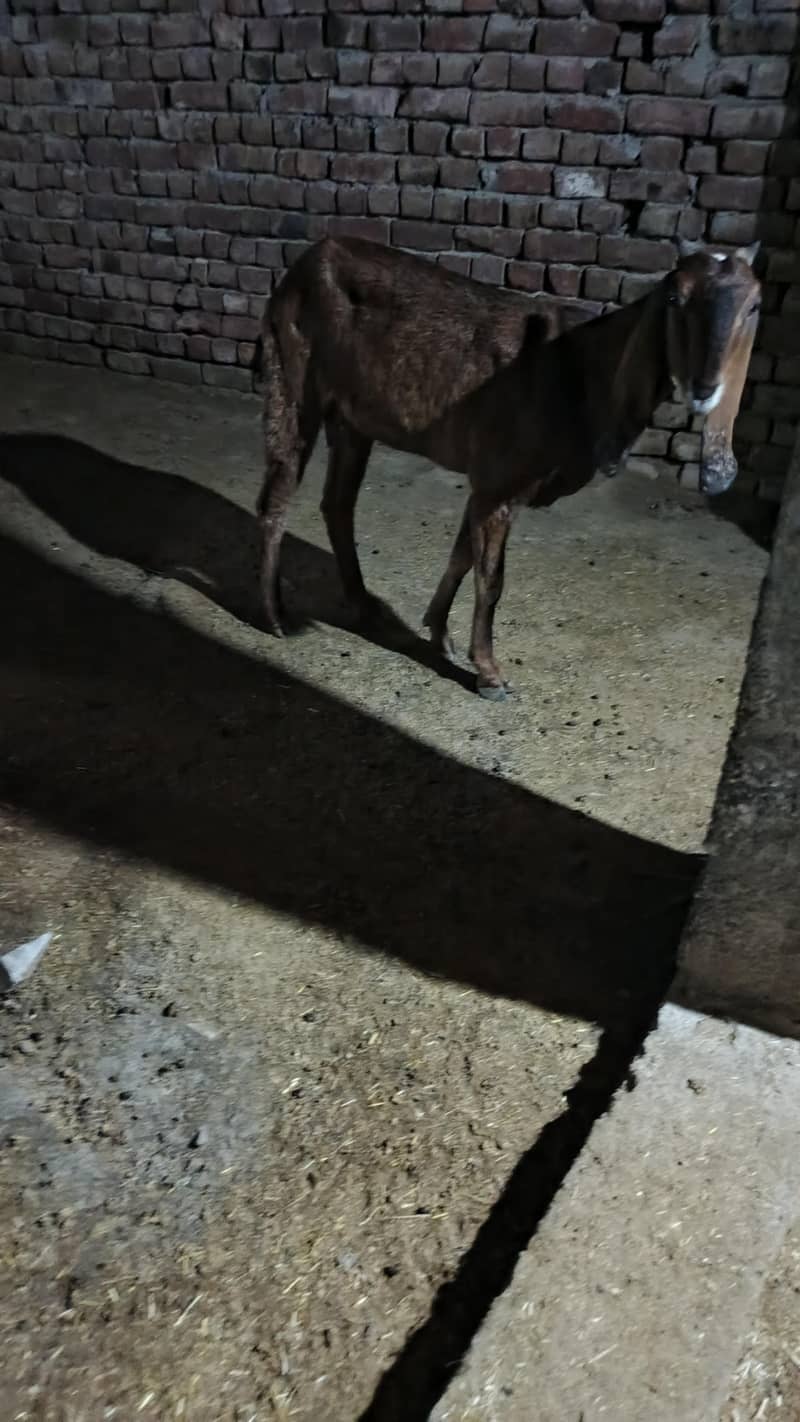 دو عدد بکریاں ایک کے ساتھ نر اور دوسرے کے ساتھ مادی بچے 2