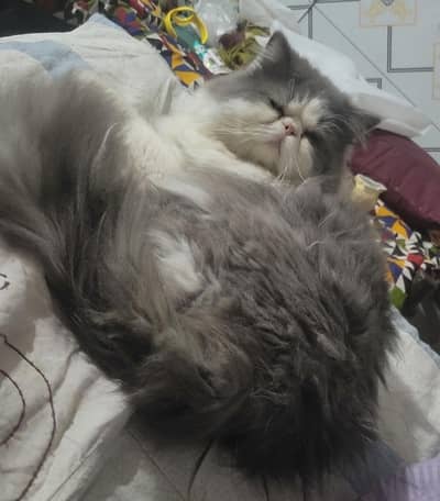 Pure Persian Male Cat for Sale – Healthy & Fluffy – Gujranwala
