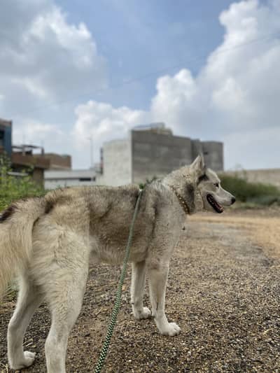 sibiran Husky Mix Breed Beatiful Blue Eyes URGENT sale In Hyd