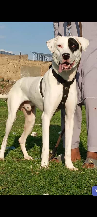 Bully Gultair male age 7 month available for sale