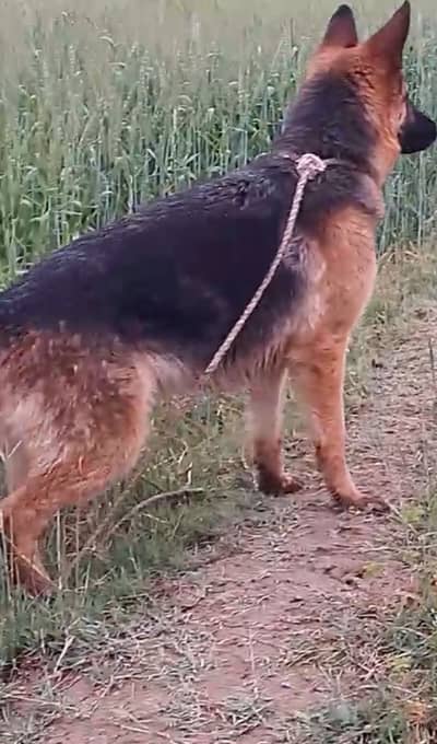 German shaperd breader female