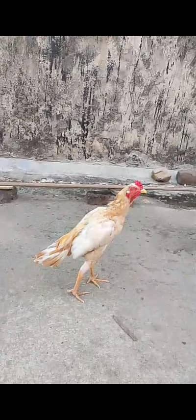 santol mianwali patha