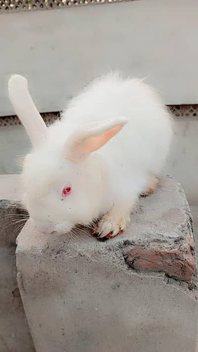 Fancy rabbit breeder pair