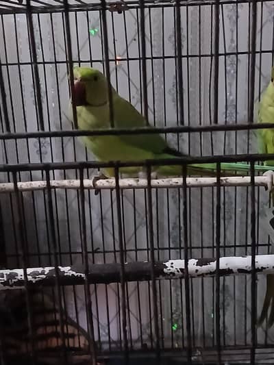 pair age 2 years with cage
