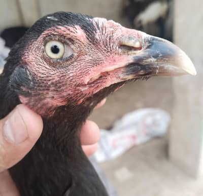 Mushki madi for sale 03074968775