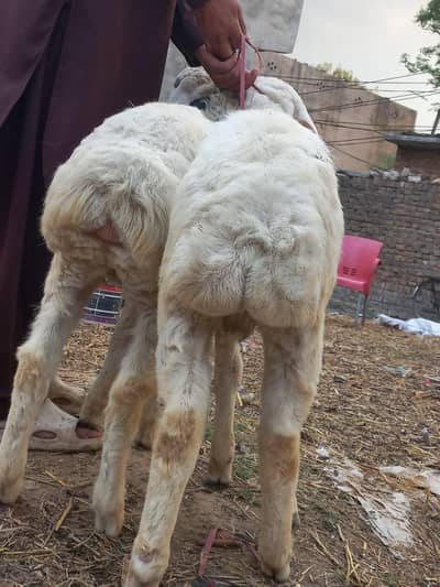 beautiful dumba for scale dono male ha