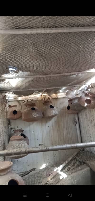 Fawn jawa albino jawa