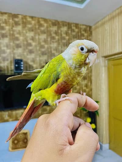 Pinapple conure hand tame baby parrot