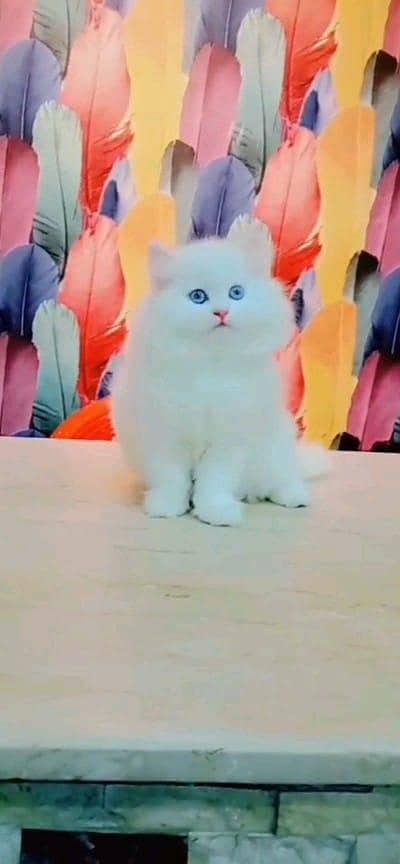 Persian cat for sale male or female my WhatsApp3313091788