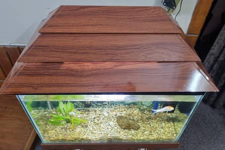 Fish Aquarium with all Accessories
