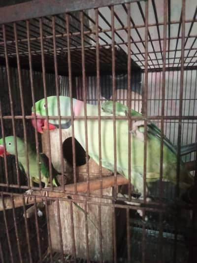 Alexander Raw breeder pair