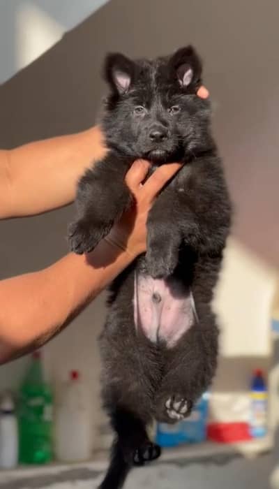 German shepherd male