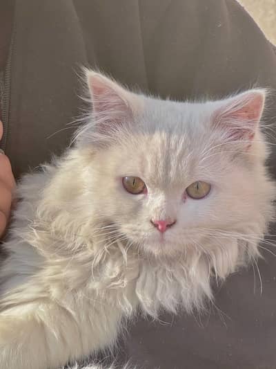 Persian cat male for sale