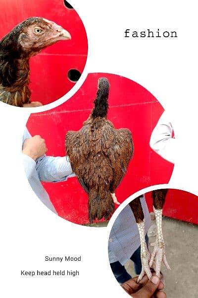 mianwali murgi for sale