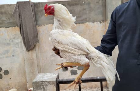 Quality White Aseel Male for Sale