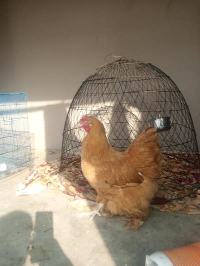 heavy buff and aseel female for sale top quarter