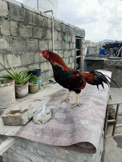 hen aseel male first read add