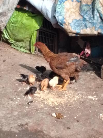 aseel chicks aseel murga aseel murgi and Desi hens