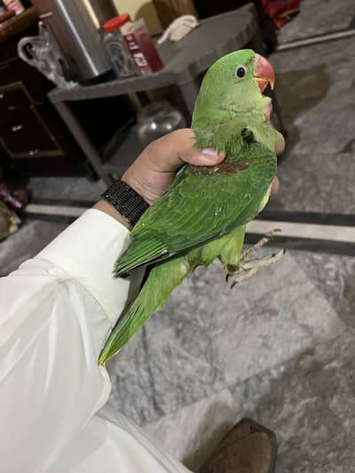 Pure Kashmiri raw for sale hand tame chick