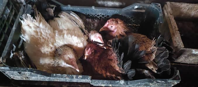 Pure Desi kurak murgia for sale