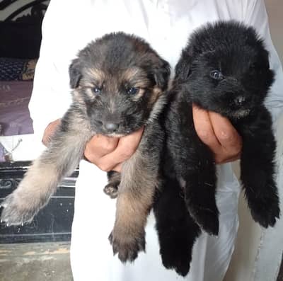 Long coat black  germon shepherd puppies.