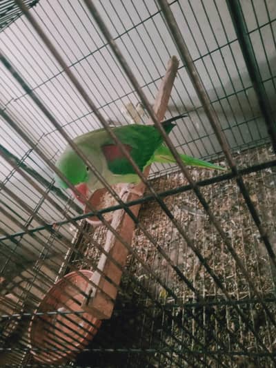 raw breeder and talking female