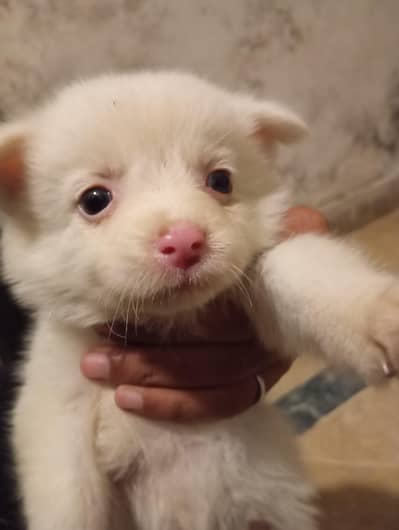 russian dog puppies top quality pink nose zero size