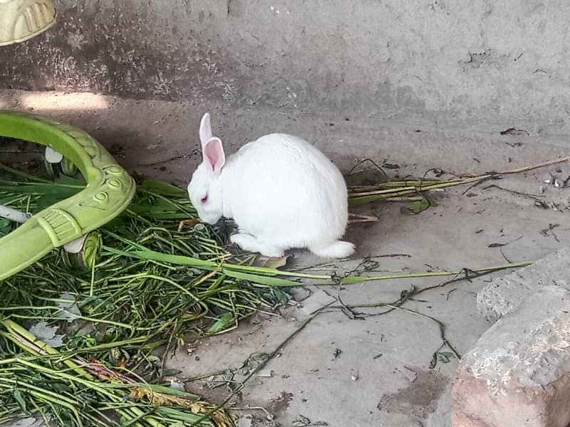 Rabbit 1