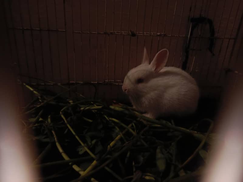 Rabbit 2