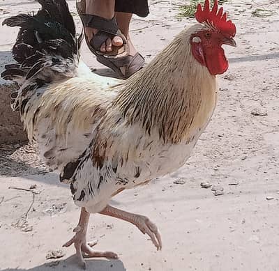 Desi Murga 10 Months